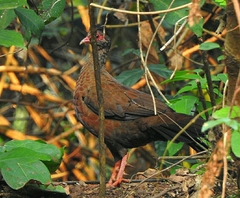 Galloperdix spadicea