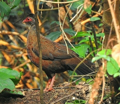 Galloperdix spadicea