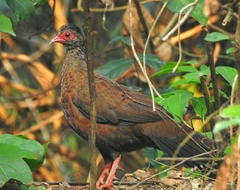 Galloperdix spadicea