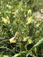 Vicia hybrida