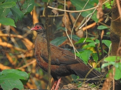 Galloperdix spadicea