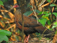 Galloperdix spadicea