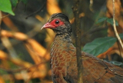 Galloperdix spadicea
