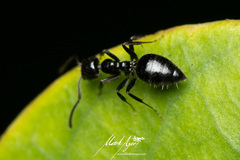 Technomyrmex sophiae