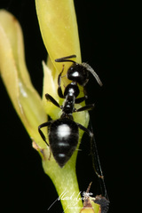 Technomyrmex sophiae