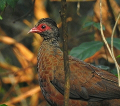 Galloperdix spadicea