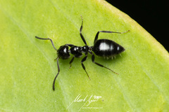 Technomyrmex sophiae