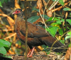 Galloperdix spadicea
