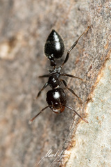 Crematogaster laeviceps