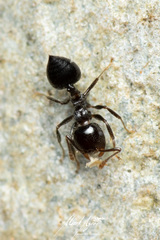 Crematogaster laeviceps