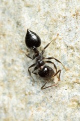 Crematogaster laeviceps