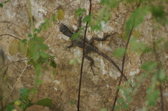 Tropidurus torquatus