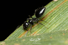 Technomyrmex sophiae