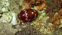 Iphiclus bellulus