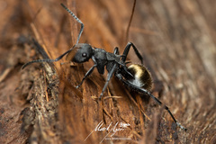 Polyrhachis erato