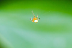 Araneus thaddeus