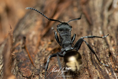 Polyrhachis erato