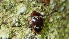 Iphiclus nitidulus
