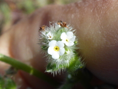 Cryptantha leiocarpa