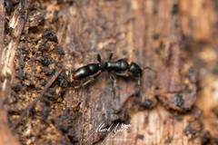 Platythyrea parallela