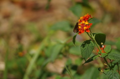 Miltomiges cinnamomea