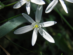 Ornithogalum fimbriatum gracilipes