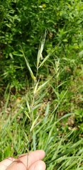 Elymus svensonii