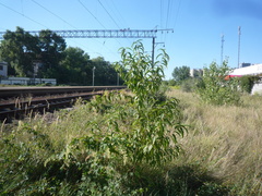 Prunus persica persica