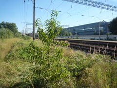 Prunus persica persica