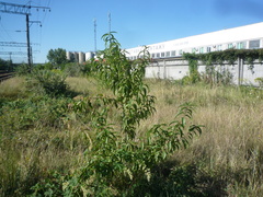 Prunus persica persica