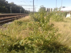 Prunus persica persica