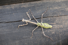 Pseudovates spinicollis