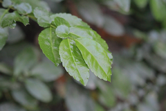 Azara serrata