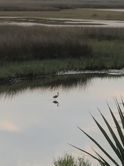 Egretta tricolor image