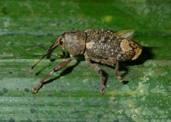 Hilipinus