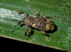 Hilipinus