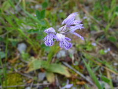 Neotinea tridentata commutata