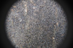 Pseudoschismatomma rufescens