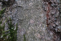 Pseudoschismatomma rufescens