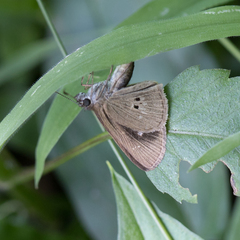 Cymaenes tripunctata