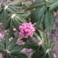Aesculus pavia pavia