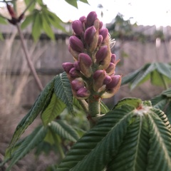 Aesculus pavia pavia