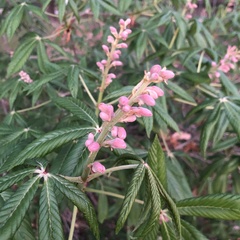 Aesculus pavia pavia