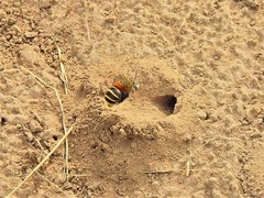 Anthophora pilifrons