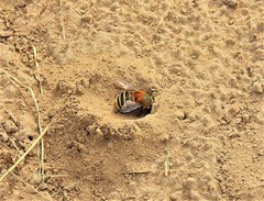 Anthophora pilifrons