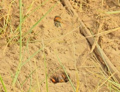 Anthophora pilifrons