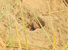 Anthophora pilifrons