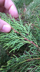 Microbiota decussata