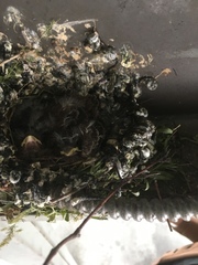 Passeriformes