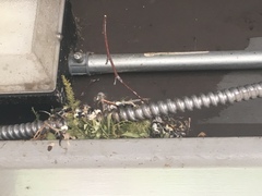 Passeriformes